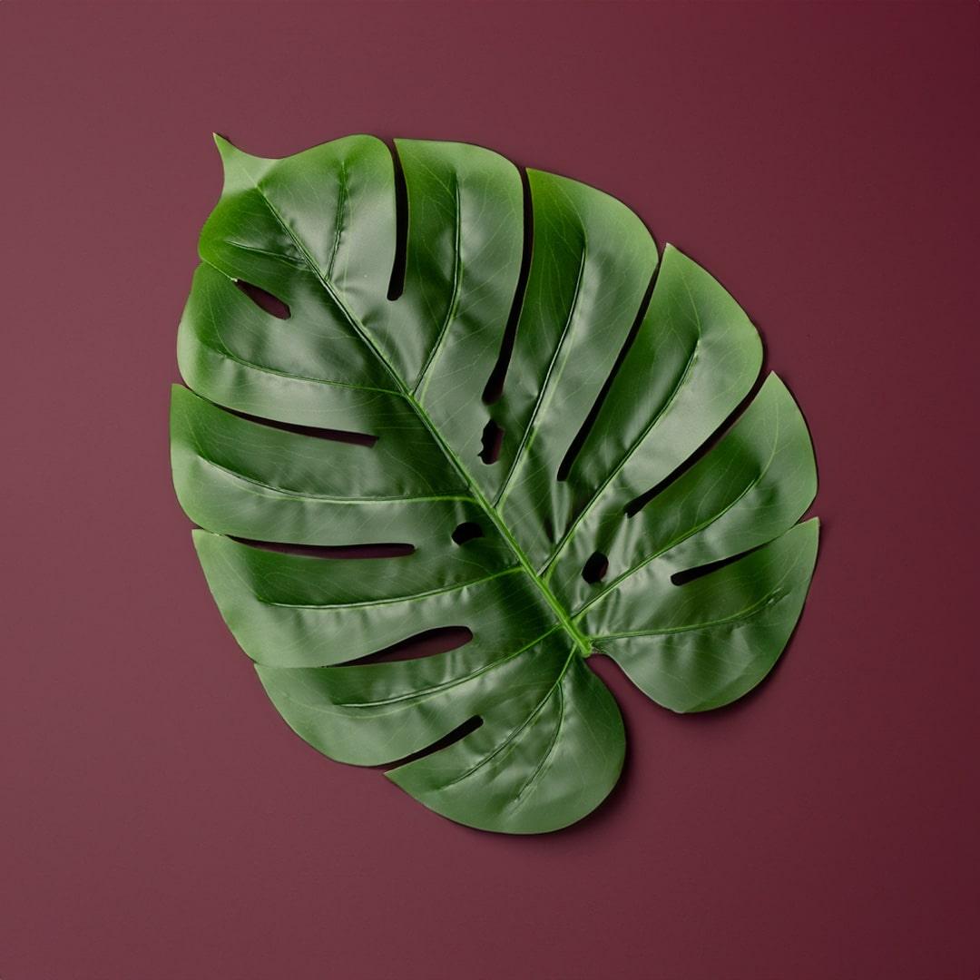 Monstera Leaf Mats - Floral Art by Nandini (A unit of R S creations and designs)