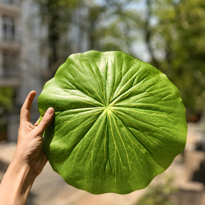 Hand holding a green lotus leaf place mat